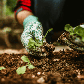 Sludge can be reused for gardening purposes